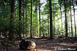 Ambiance forestière