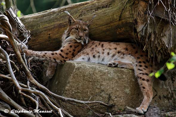 Sieste de lynx