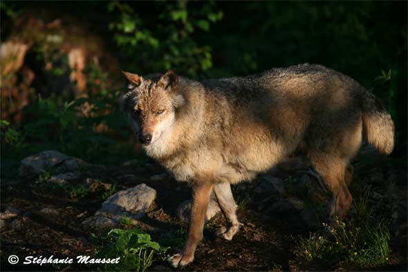 Gray wolf at dawn