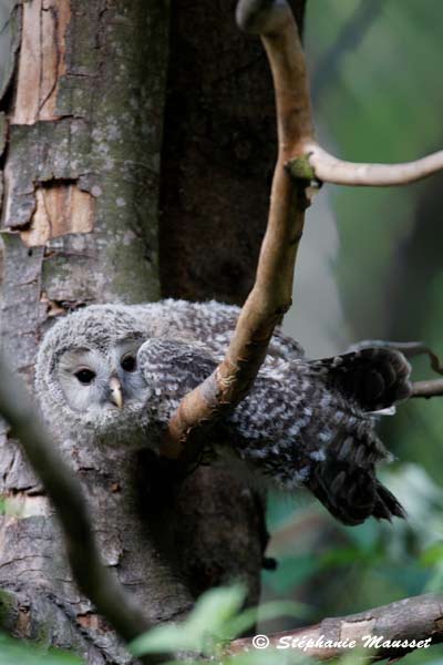 Mysterious bavarian owl