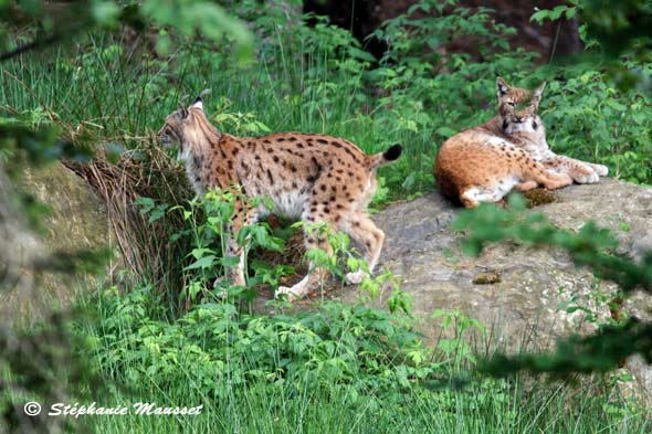 Lynxes in Bavarian forest