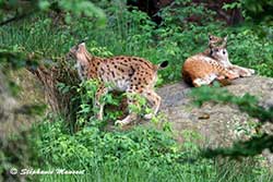 Couple de lynx