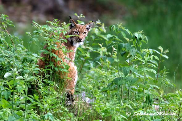 Wild lynx