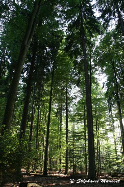 Bavarian forest landscape