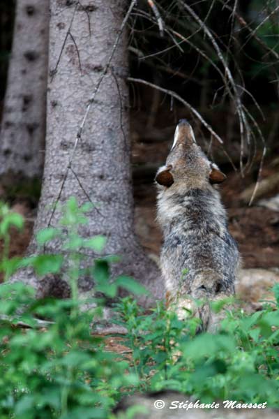 Threatening wolf