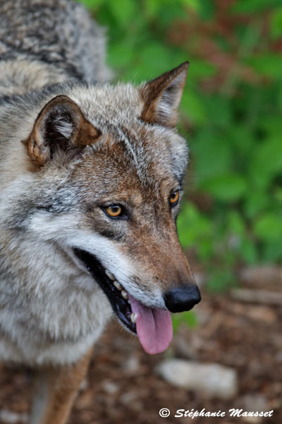 European wolf in Bavaria forest