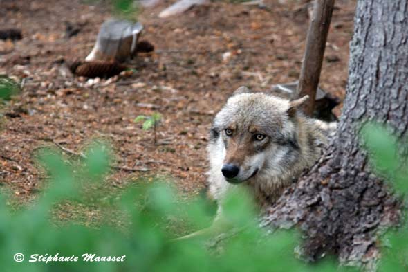 Loup gris de Bavière