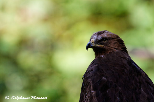 Black kite