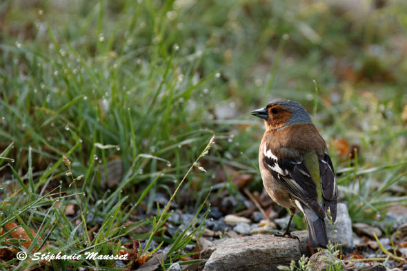 oiseau dans la rosée