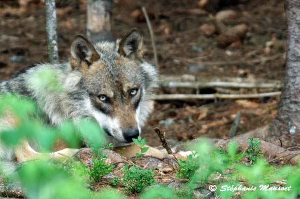 regard de loup