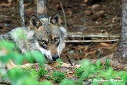 Regard de loup