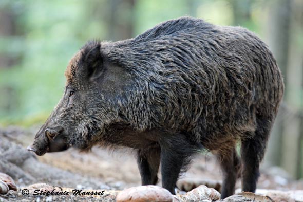 sanglier qui mange