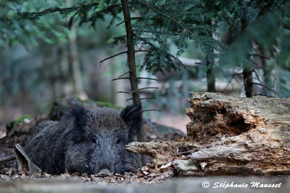 sanglier se reposant