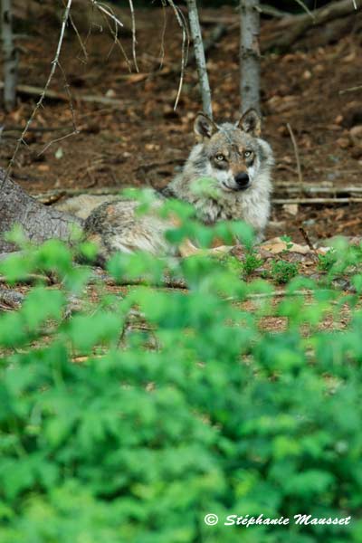 sieste de loup gris