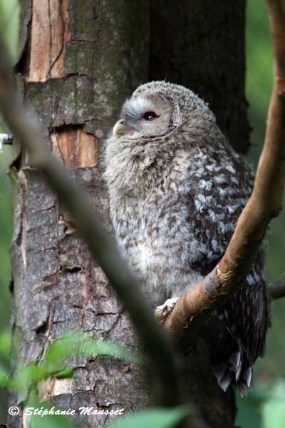 Owl in the woods