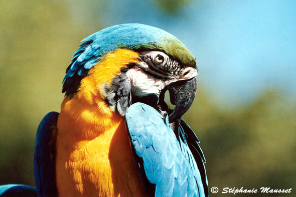 Blue and yellow macaw