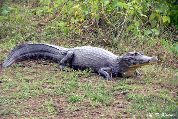 jacare or caiman