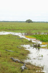caimans in pond