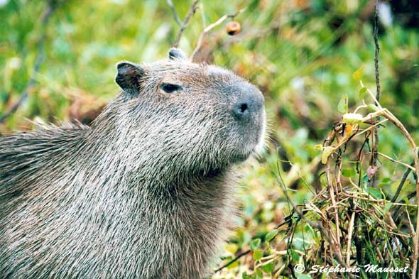 capybara