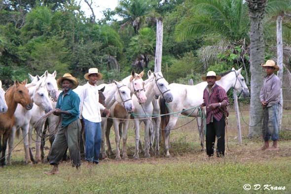 horses gathering