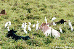 cattle egrets