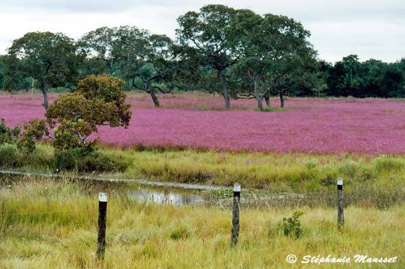 pink flower field