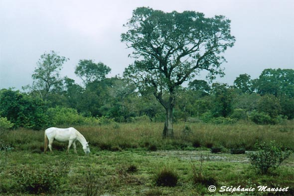 white horse in green landscape
