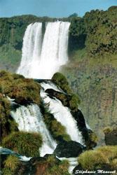 vegetation and falls