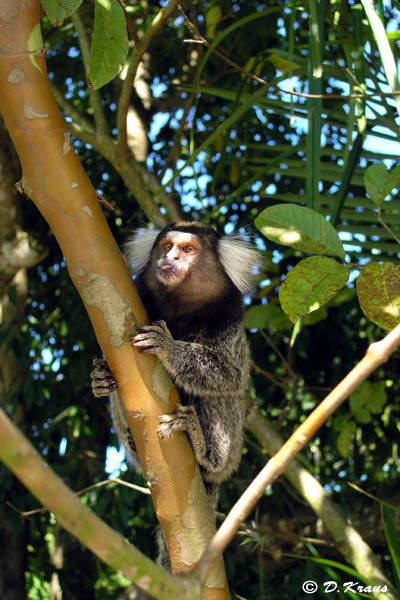 marmoset monkey