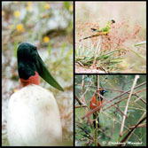 jabiru stork, parakeet and troupial