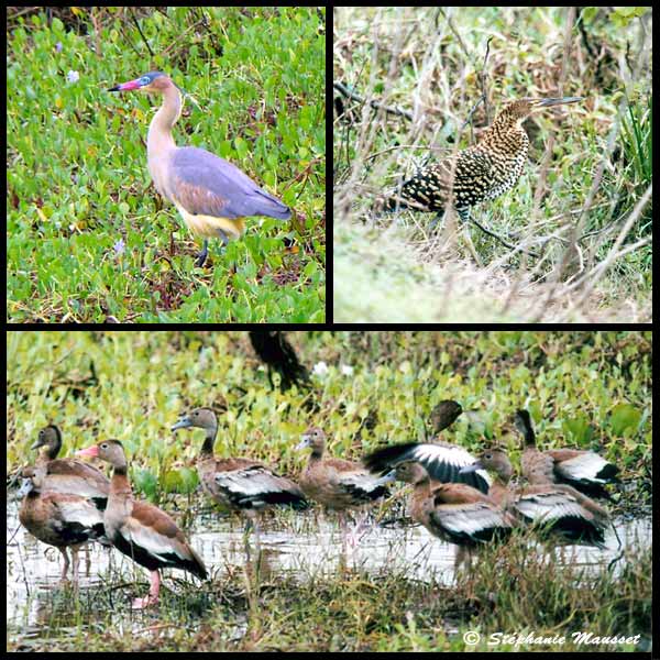 whistling heron and tiger heron