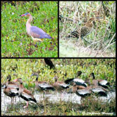 herons and wild ducks