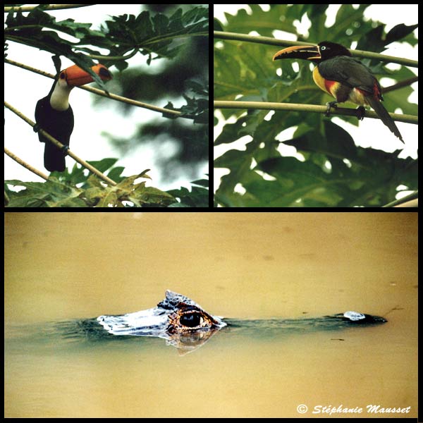 birds and alligator