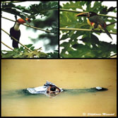 tucano, aracari and caiman