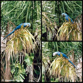 hyazinth macaw