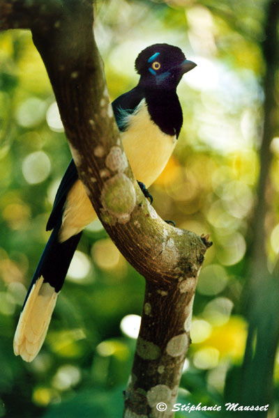 plushcrested jay on a branch