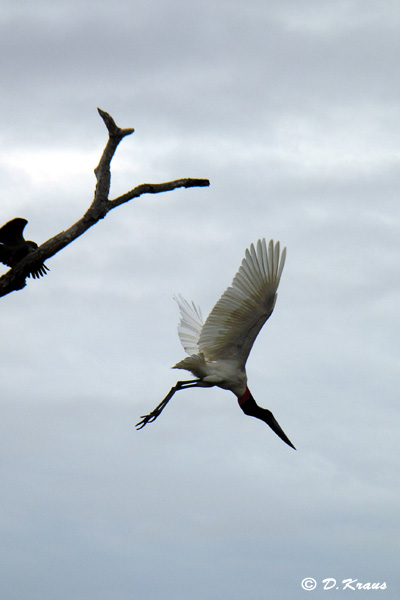 airborne stork