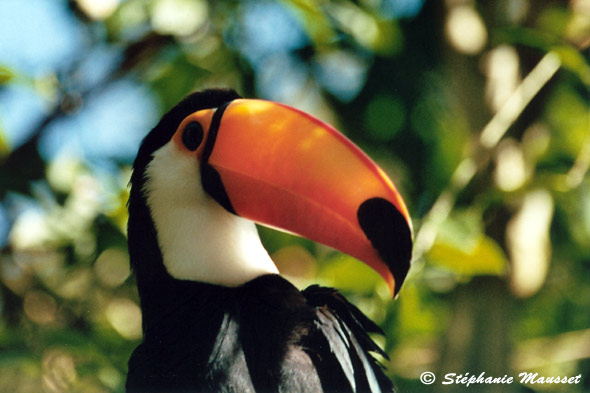 Tucano toco at close range