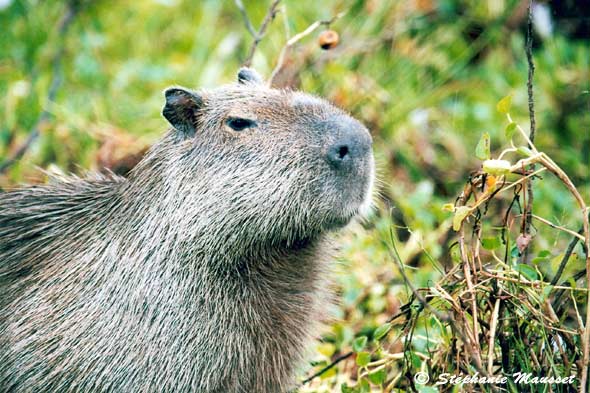 capybara du Pantanal