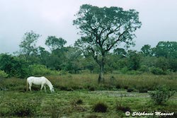 cheval dans la savane