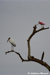 cigogne et spatule rose