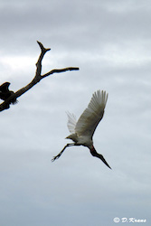 cigogne