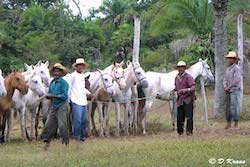 rassemblement de chevaux