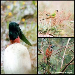 cigogne, perruche et troupial