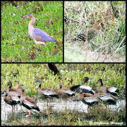 hérons et canards