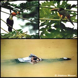 toucan, araçari et caiman