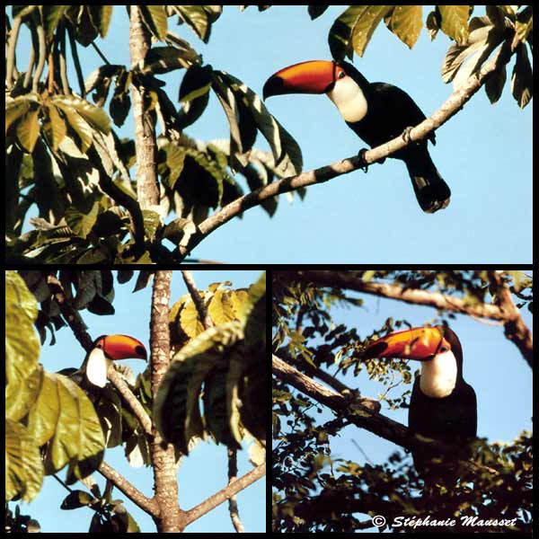 toucans