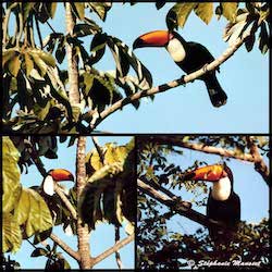 toucans toco