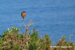 Paysage littoral Crozon