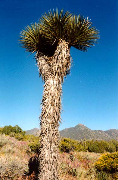 joshua tree in Mojave desert
